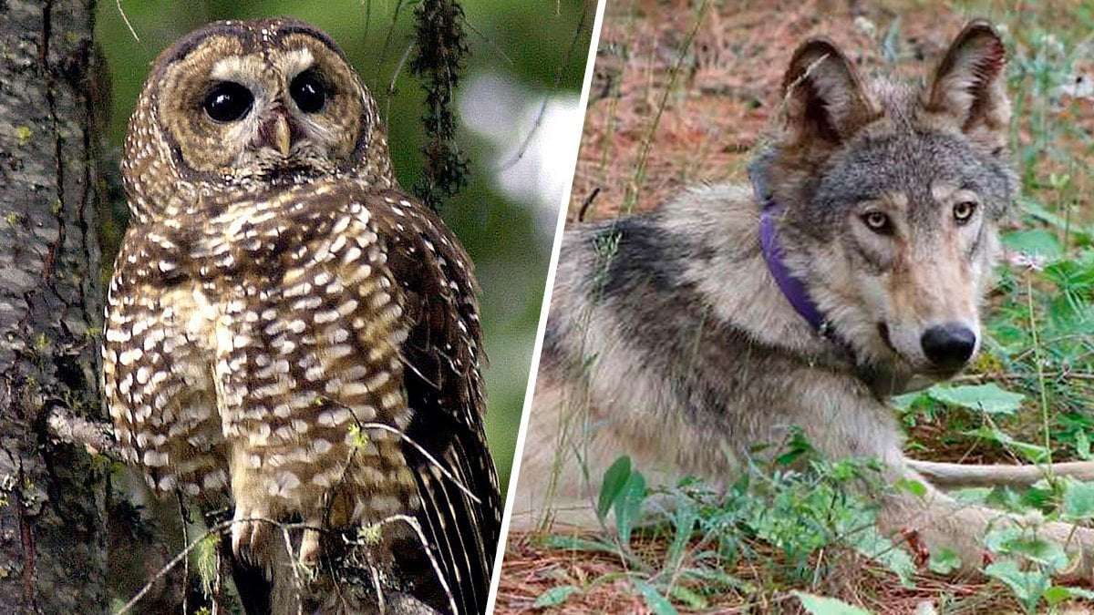 image for Biden administration restores threatened species protections dropped by Trump