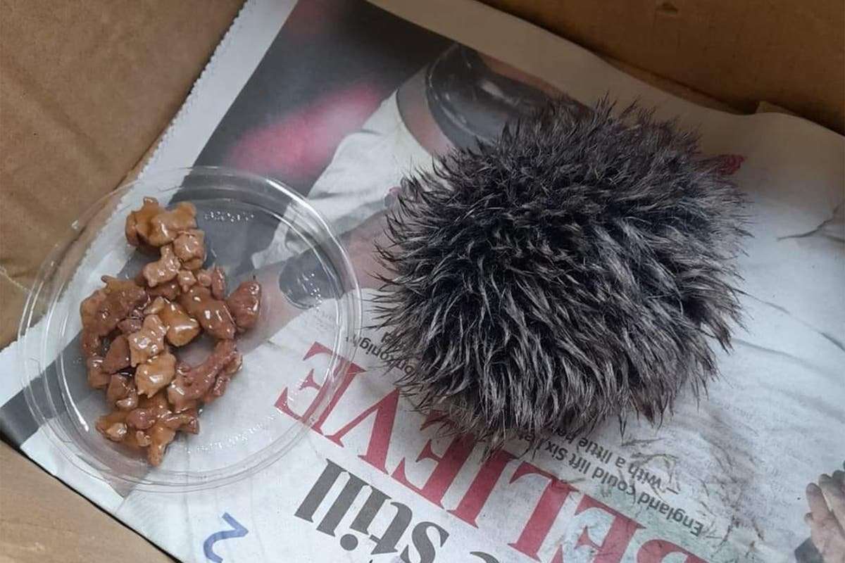 image for Animal lover cared for hat bobble all night thinking it was a sick baby hedgehog
