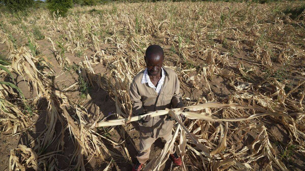 image for In a cycle of extreme weather, drought in southern Africa leaves some 20 million facing hunger