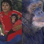 image for Bubbles, MJ's chimpanzee, celebrated his 40th birthday this past year. MJ adopted it in the 80s.