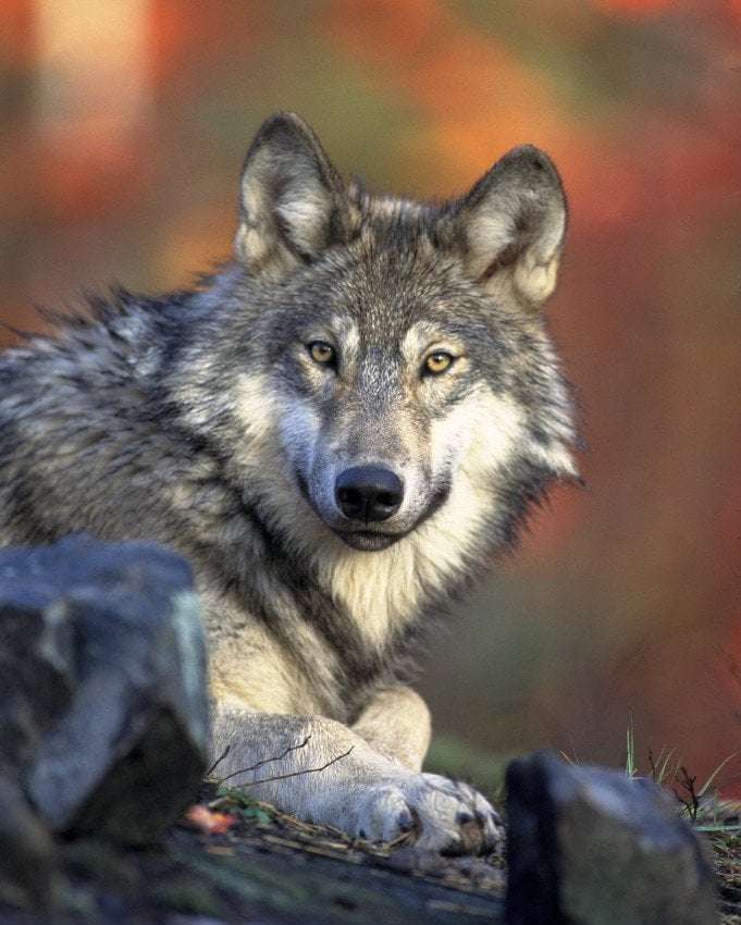 image for Wolves Detected in Nevada for First Time in Eight Years