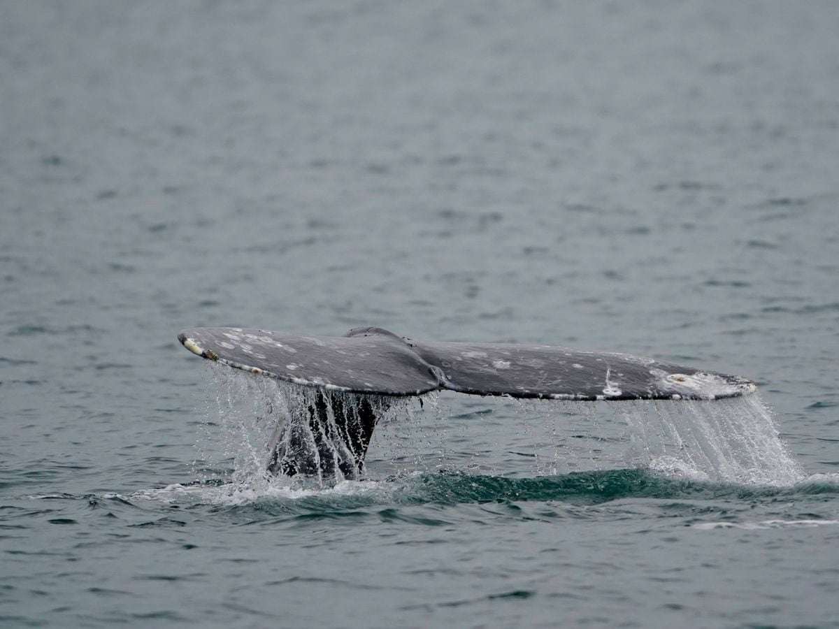 image for Whale population recovers five years after hundreds washed up dead