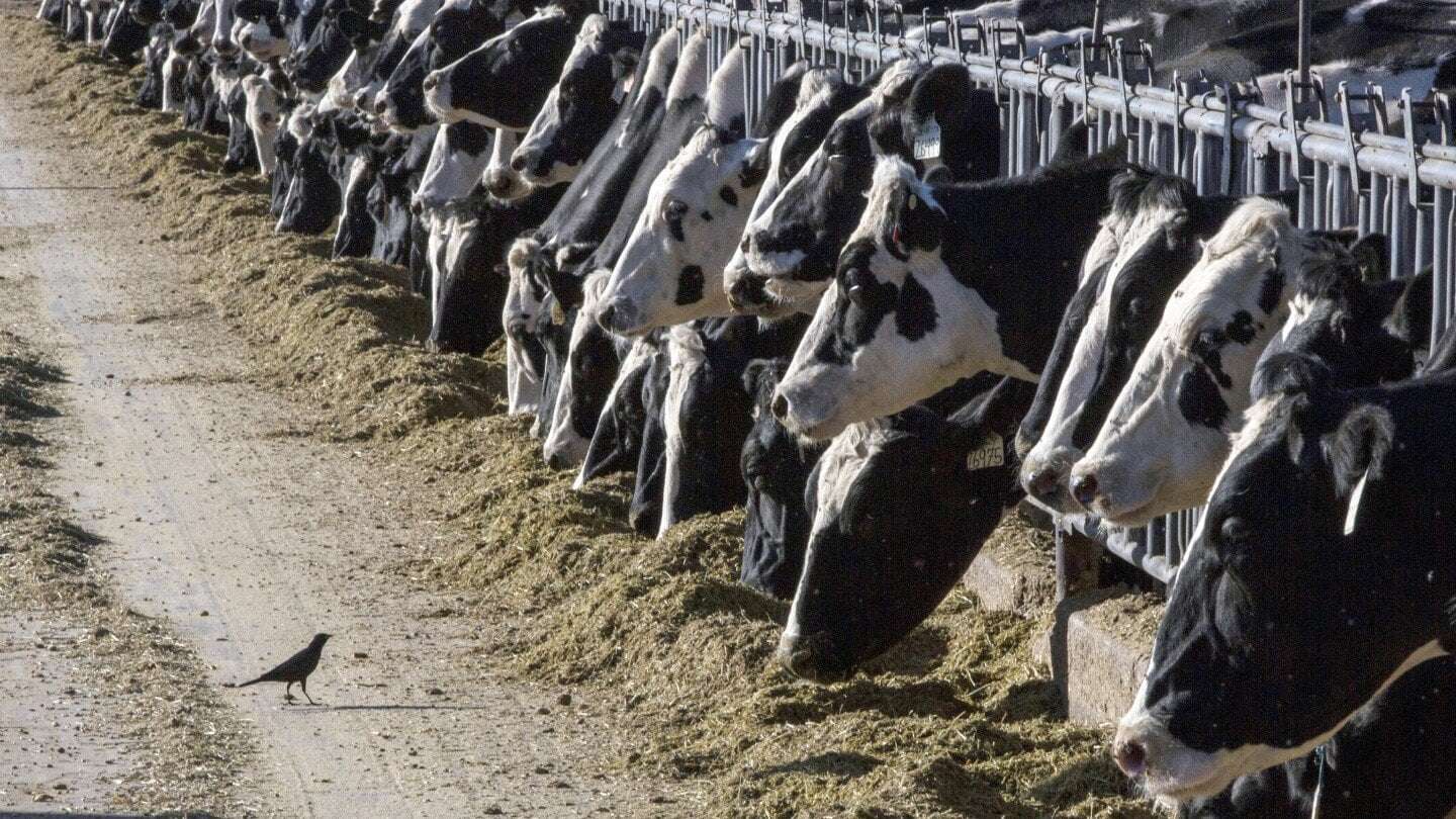 image for Person is diagnosed with bird flu after being in contact with cows in Texas