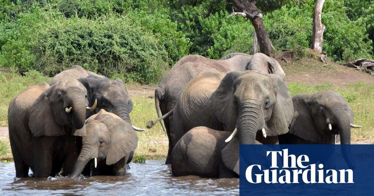 image for Botswana threatens to send 20,000 elephants to Germany in trophy hunting row