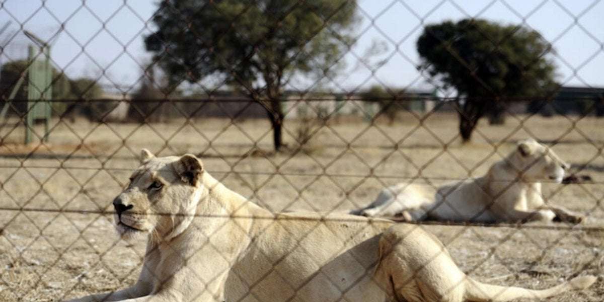 image for South Africa to end captive lion breeding for hunting