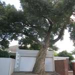 image for That tree that grew in front of a garage in South Africa