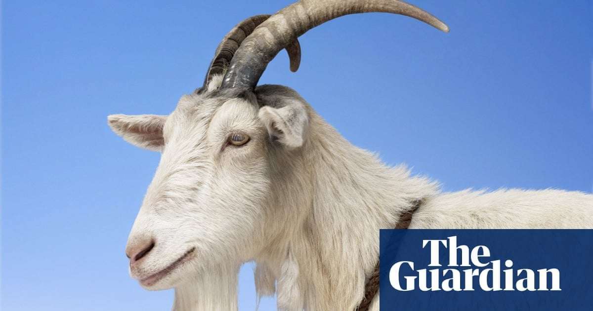 image for Get your goat: Italian island overrun by the animals offers to give them away