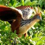 image for The Hoatzin of South America shares its genus, family, and order with no other living species