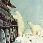 image for Soviet tank crew feeds a polar bear in 1950.