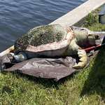 image for A sea turtle washed up at my parents’ home in Florida. It weighed about 400lbs.