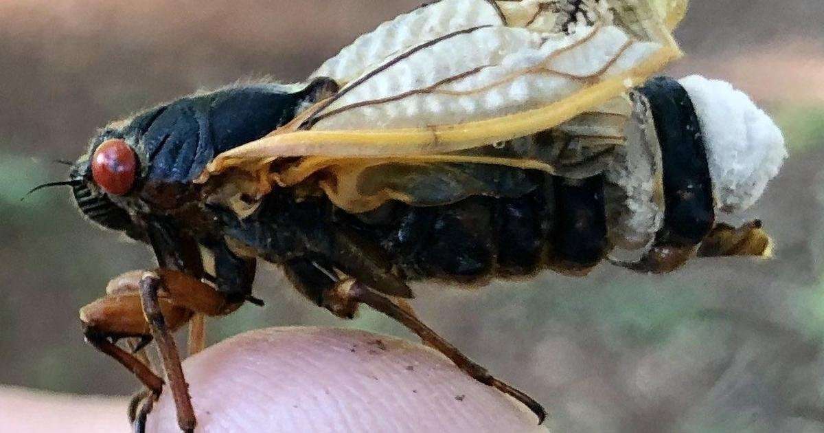 image for Hyper-sexual "zombie cicadas" that are infected with sexually transmitted fungus expected to emerge this year