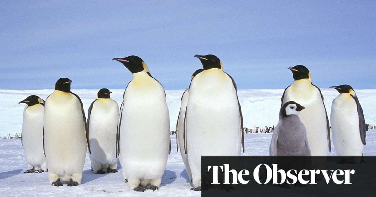 image for ‘Simply mind-boggling’: world record temperature jump in Antarctic raises fears of catastrophe