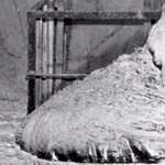 image for The Elephant’s Foot in Chernobyl - looking at it for 300 seconds left you 2 days to live.
