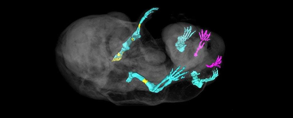 image for Scientists Accidentally Made a Mouse Grow Legs in Place of Genitals