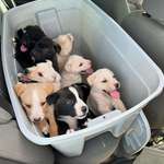 image for Puppies found in a small box w/ duct tape enclosing it inside of a dumpster, now safe in a sanctuary