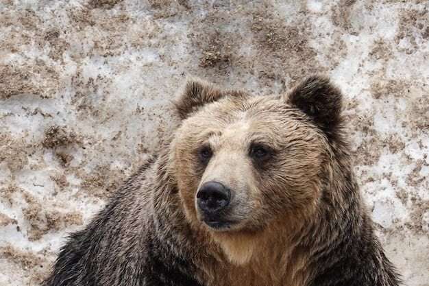 image for Japan warns of hungry bears in spring that may attack people after coming out of hibernation