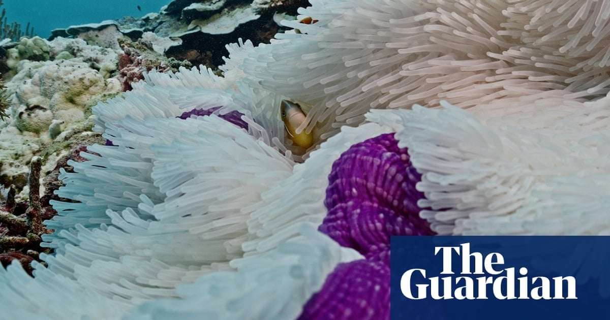 image for Great Barrier Reef suffering ‘most severe’ coral bleaching on record as footage shows damage 18 metres down