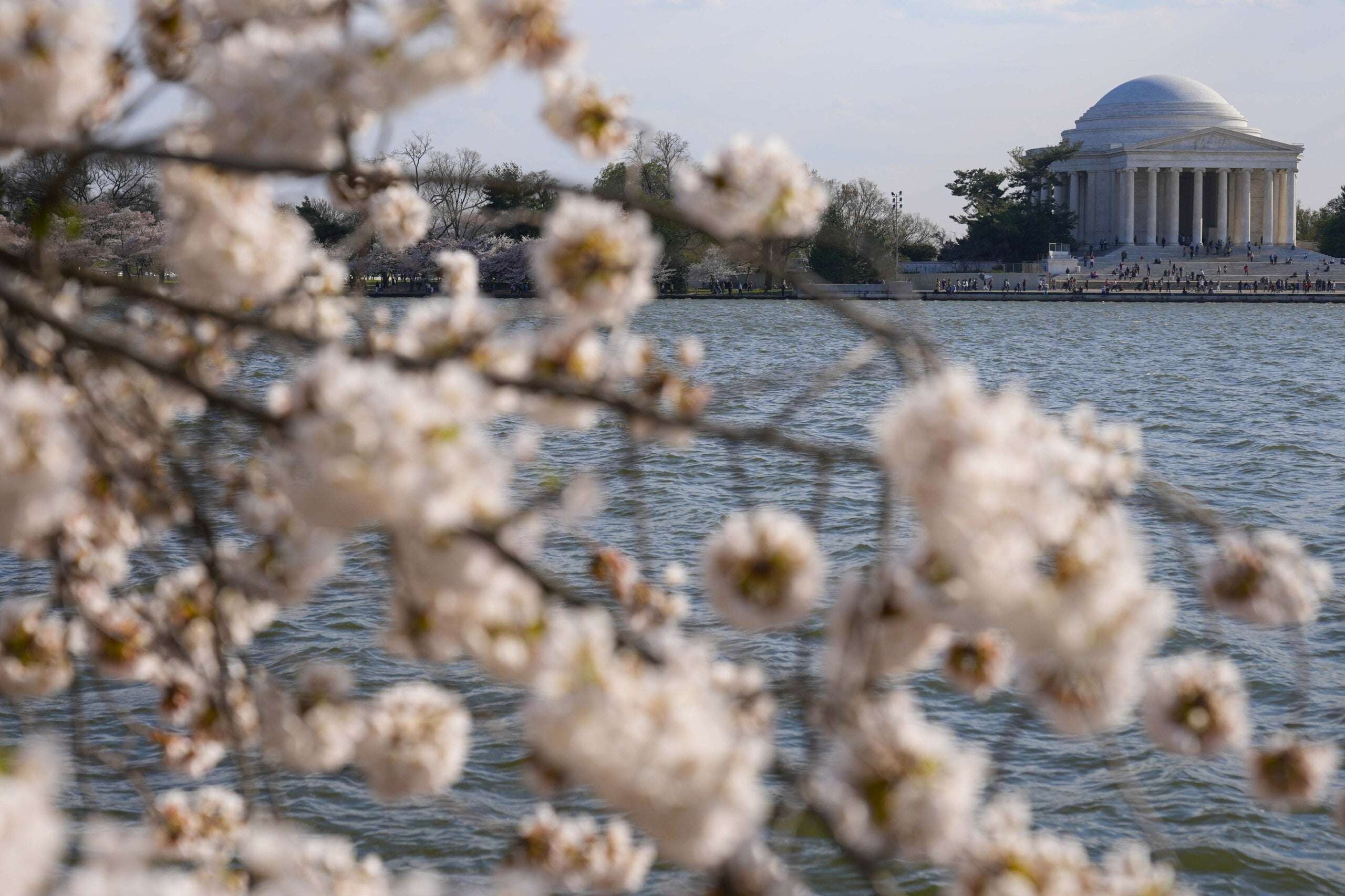image for Japan is giving Washington 250 new cherry trees to replace those to be lost in construction work