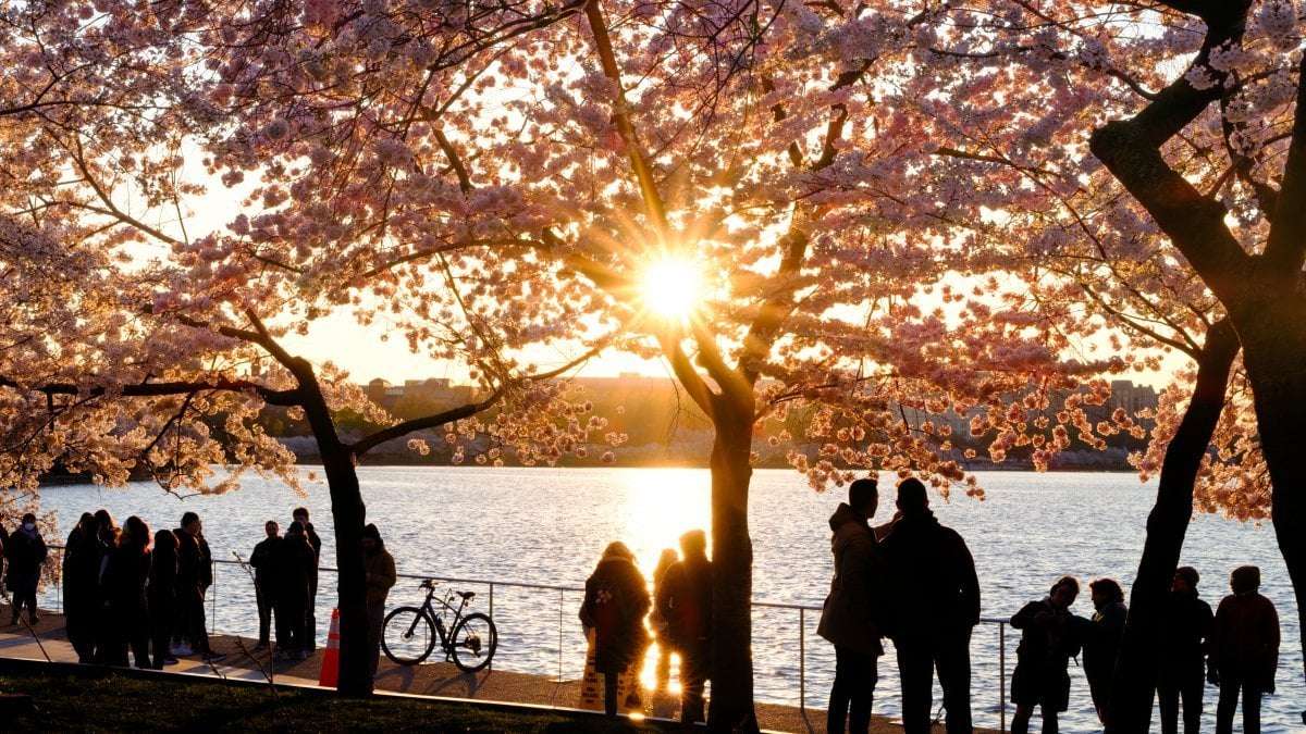 image for Japan gives DC 250 cherry trees, replacing those to be removed for Tidal Basin seawall repairs