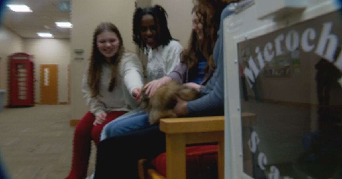 image for Girl Scouts help lost dogs reconnect with owners