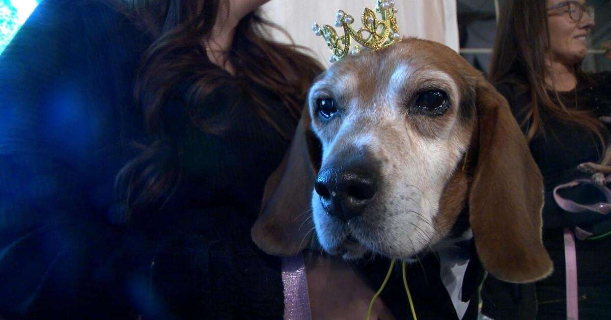image for Old Friends Senior Dog Sanctuary celebrates 12 years with dog prom