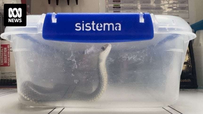 image for Hospital staff plead with bite victims to stop bringing snakes to emergency departments