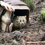 image for Tsushima Leopard Cat returned to wild after rewilding training