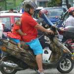 image for Picture I took 10 years ago in Malaysia. Originally thought it was a toddler without a helmet.