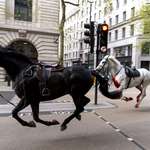 image for Escaped horses galloping round London today.