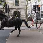 image for Escaped military horses running through London streets, 24 April 2024 (warning: blood)