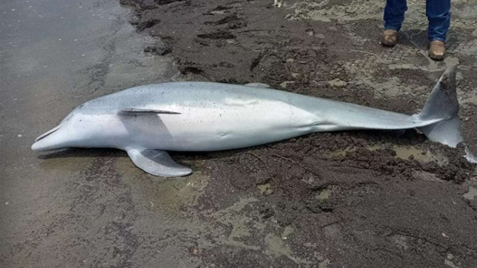 image for Dolphin found shot to death on beach with bullets lodged in its brain, spinal cord and heart