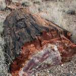 image for Petrified Tree Trunk in Arizona Dating Back 225 Million Years
