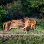 image for An elderly Lion in his final hours. 
Photograph by Larry Pannell.