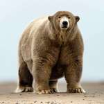 image for The fattest polar bear in Alaska. His name is Fat Albert and he weights over 1,000 lbs (453 kg).