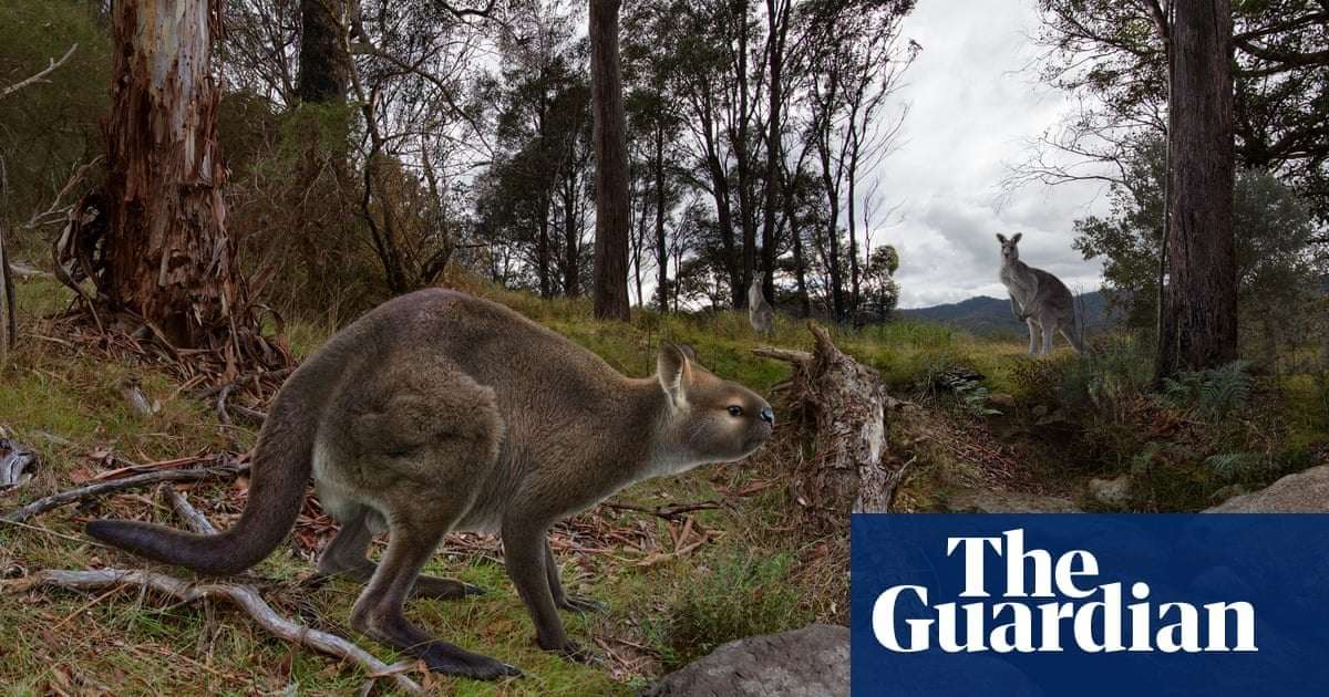 image for ‘Unlike anything today’: Gippsland fossil unlocks secrets of kangaroo that died out 46,000 years ago