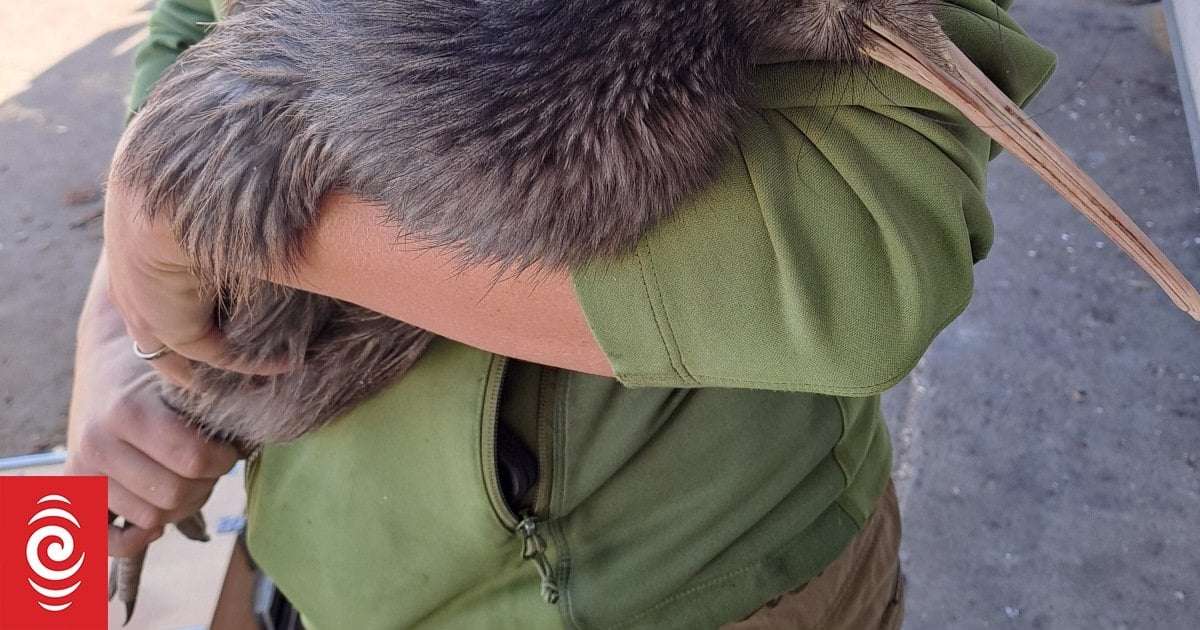 image for 'Quite a big creature': Kiwi bird surprises sawmill workers near Whangārei