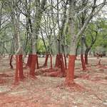 image for Trees after toxic waste spill in Western Hungary