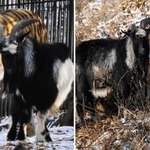 image for Tiger refuses to eat goat who was given to him as live food, instead, they became friends