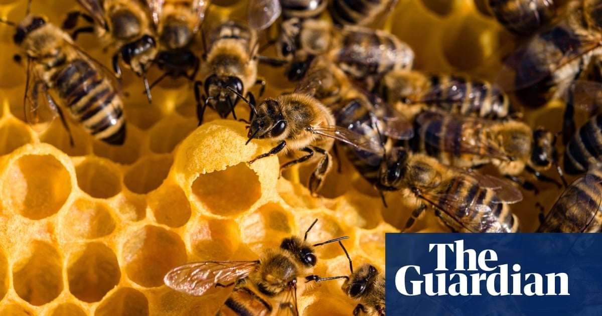 image for North Carolina child’s ‘monster in the closet’ was in fact 50,000 bees in the wall