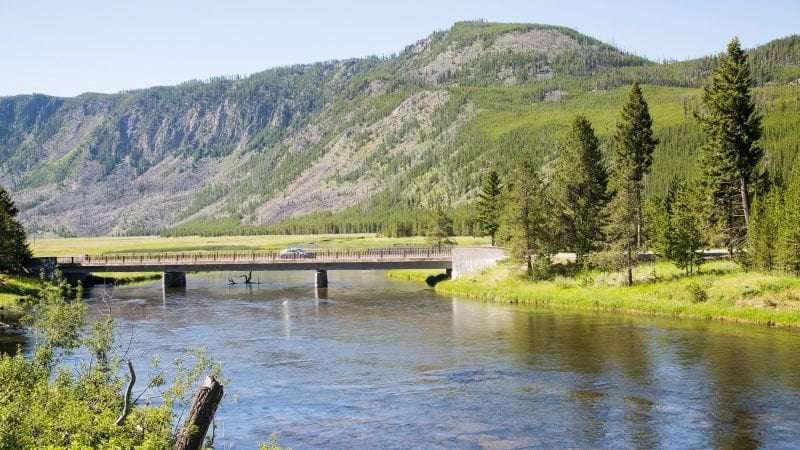 image for Man accused of kicking a bison at Yellowstone National Park is injured and arrested