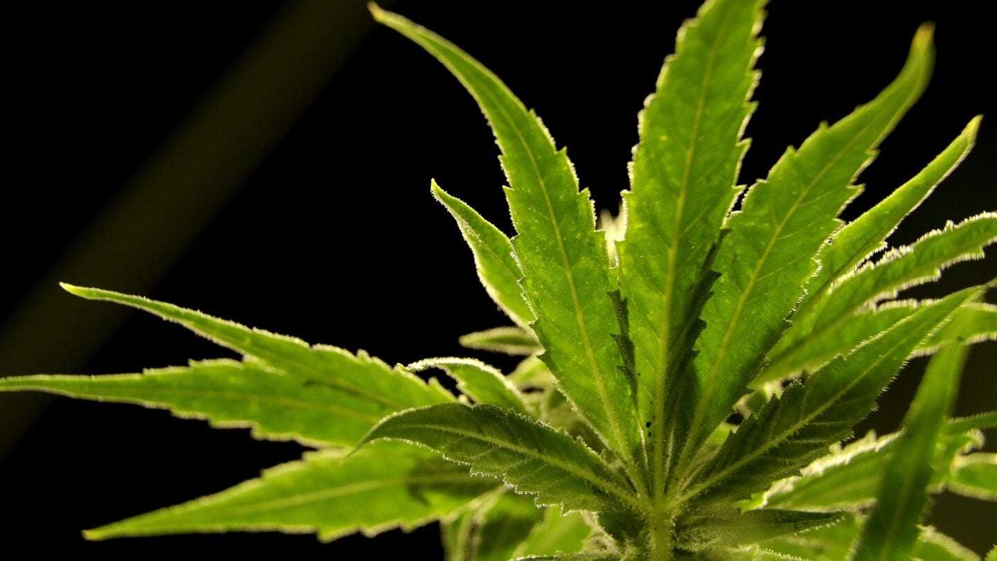 image for US poised to ease restrictions on marijuana in historic shift, but it’ll remain controlled substance