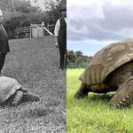 image for Jonathan the turtle in the 1900s and today. (191 Years old).