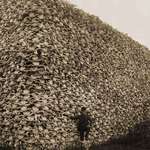 image for The bison extermination. 19th century America.