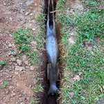 image for This deer fell in the ditch, she was safely removed and went on her way.