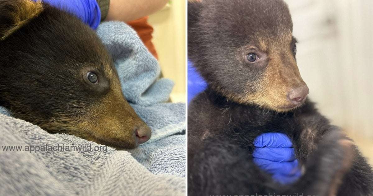 image for Orphaned bear cub seen in viral video being pulled from tree thriving after rescue, wildlife refuge says