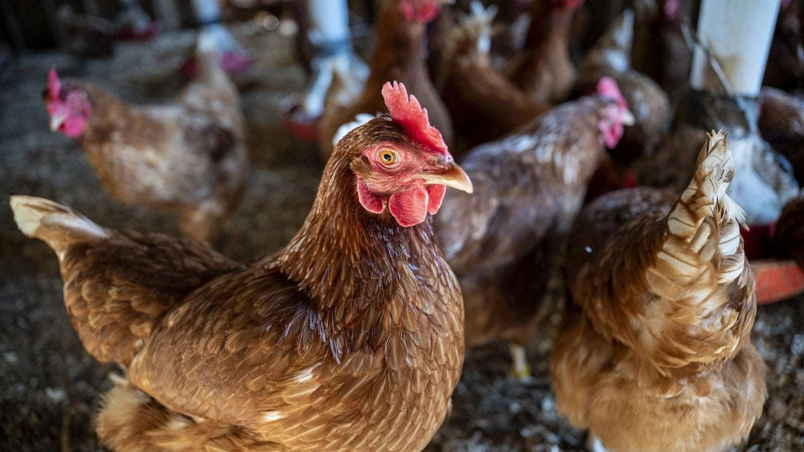 image for Poultry enterprise in California to pay $4.8M after employing children to work with sharp knives