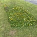 image for The person who does the grass here left a rectangle of wild flowers so the bees can use them.