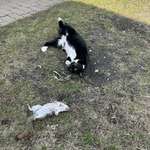 image for Somethings not right with my cat guys.