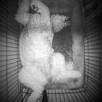 image for This is how she sleeps every night, and is currently snoring.