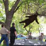 image for Tranquilized black bear falls safely from tree on University of Colorado campus (2012)